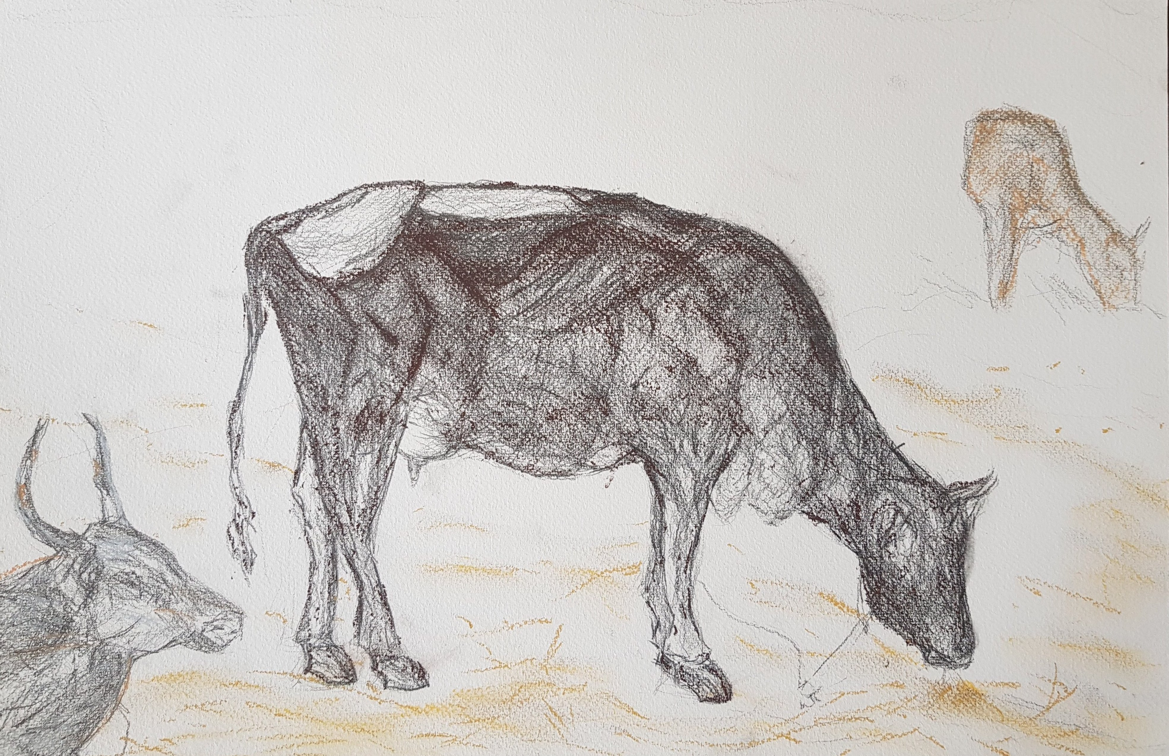 Koe op de Ashram in Tiruvanamalai